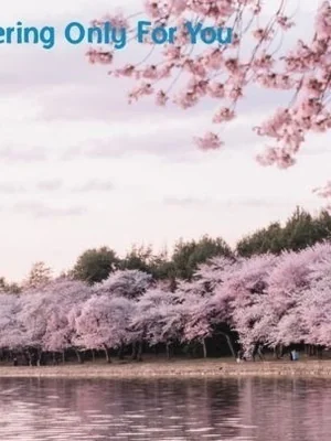 Billion of Pampering Only For You cover