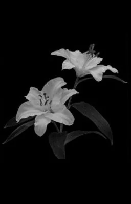 sangihun - star crossed lovers cover