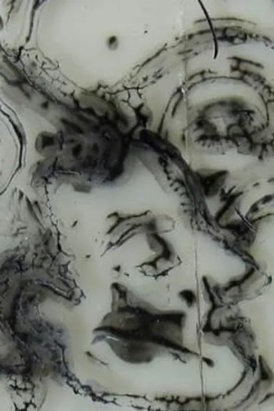 The Cathartes Aura cover