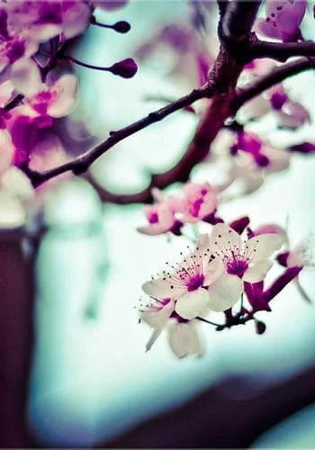 Divorced Ex-Luna Returns With Triplets cover