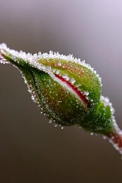 Forced marriage- become love marriage after rebirth cover