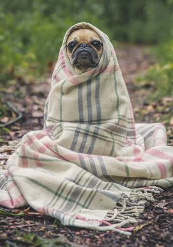 Alpha's Little Vampire Mate cover