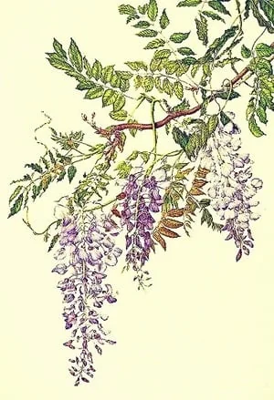 Aloof King and Cool (Acting) Queen cover