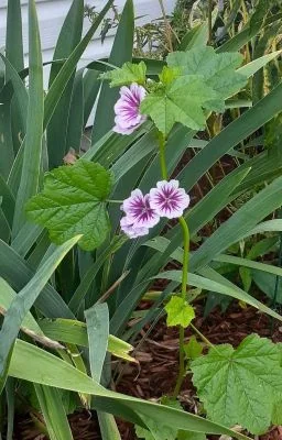 Beast and Beatrice cover